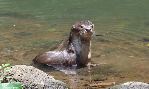 Reserva-de-la-biosfera-Los-Tuxtlas-Veracruz_fauna